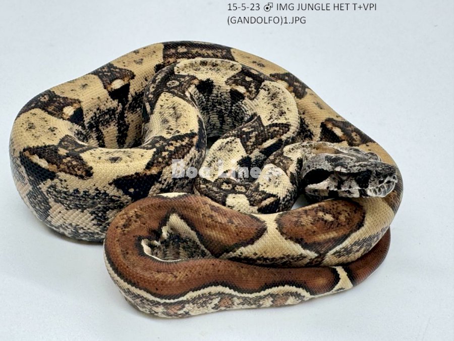 IMG JUNGLE HET T+VPI (GANDOLFO)